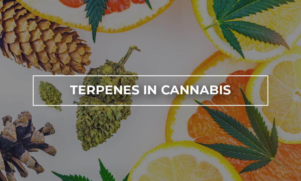 Terpenes in Cannabis: What are they, and how we can use them.